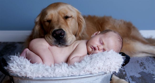 bebe-cachorro-1