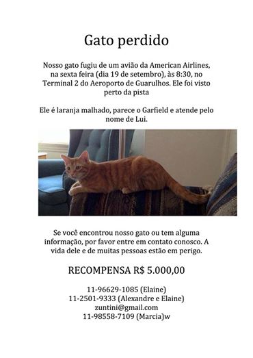 gatinho perdido em voo