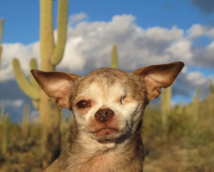 Harley-the-puppy-mill-dog