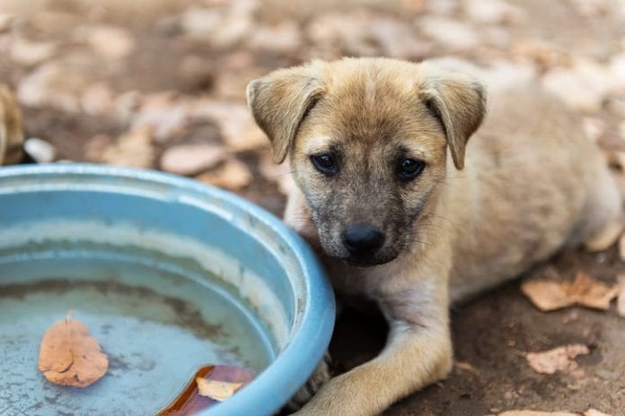 Background blur and soft focus puppies living in the temple.
