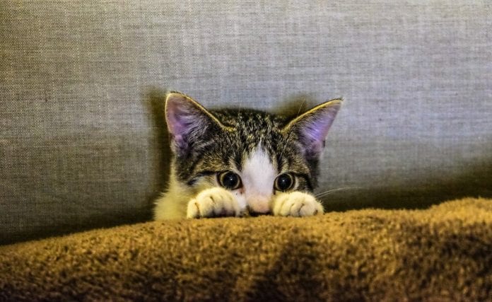 kitten-gato-curioso