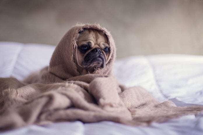 frio-cachorro-inverno-cobasi