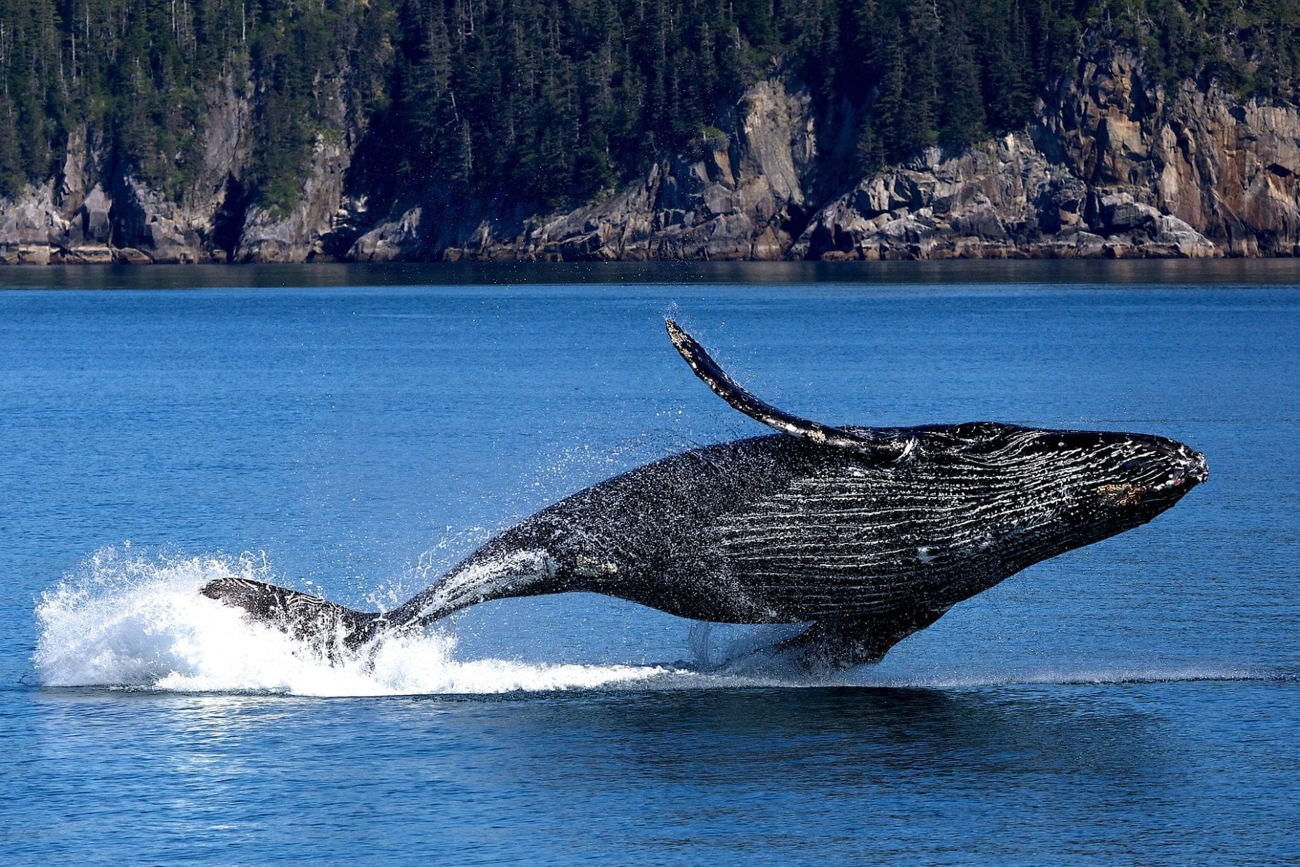 baleias jubarte para reprodução