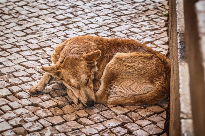 AGU-morte-animais-patas-ao-alto-pixabay
