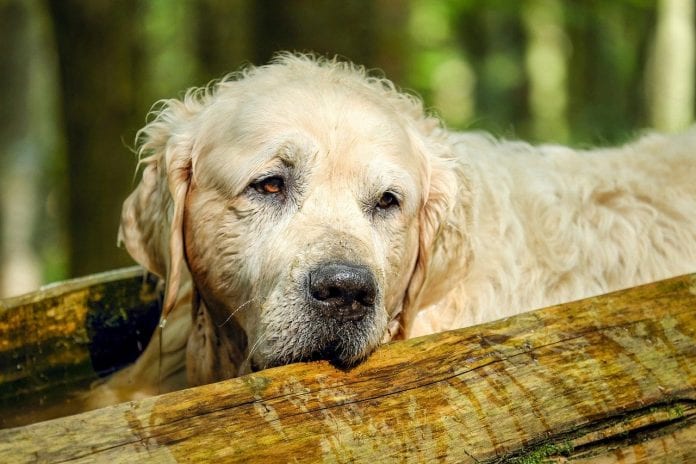 sintomas cachorro idoso - patas ao alto - pixabay cachorros idosos