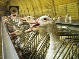 foie-gras