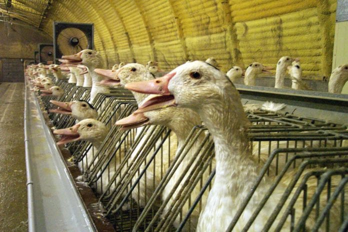 foie-gras foie-gras