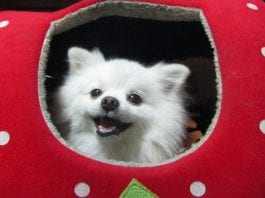 pet no inverno