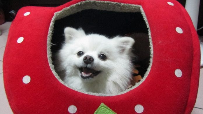 pet no inverno- patas ao alto - pixabay pet no inverno
