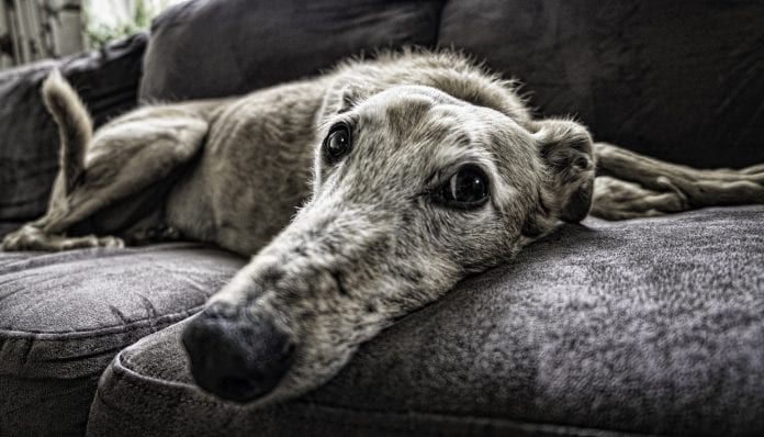 DOG- pixabay-patas-ao-alto