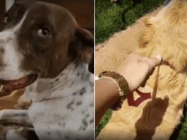 cachorros na justica maus tratos
