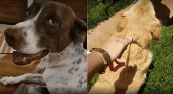cachorros na justica maus tratos cachorros na justica maus tratos