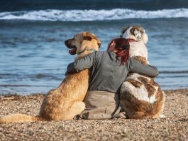 viajar com cachorro