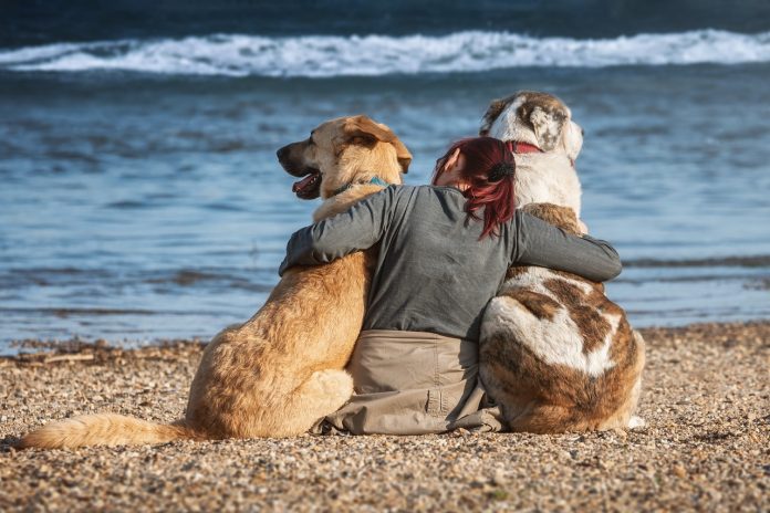 viajar com cachorro viajar com cachorro