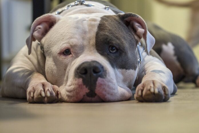 pit bull foto pixabay