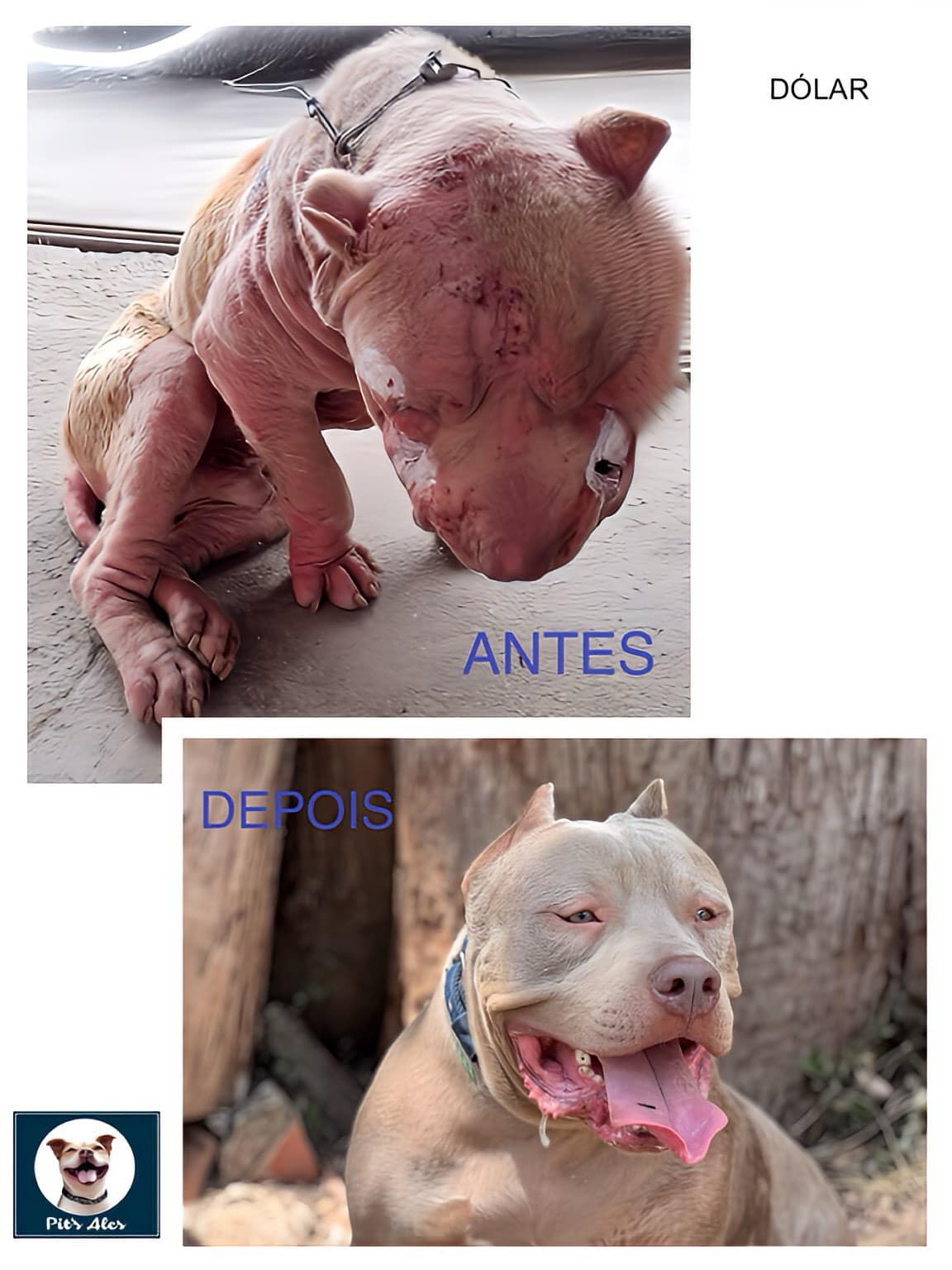 Pits Ales faz um trabalho fantástico de recuperação desses animais - foto Reprodução Facebook Pits Ales