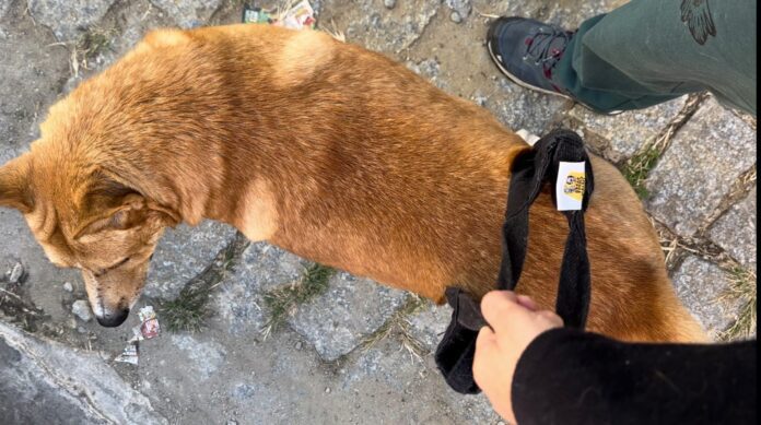 suporte salvadog patas ao alto