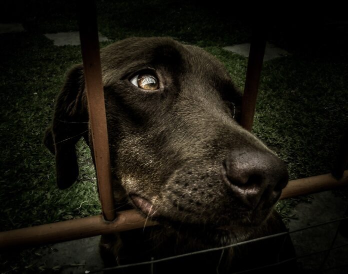 adoption-2659485_1280